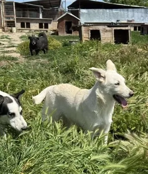 Hundemädchen Claire sucht einfühlsames Zuhause Bild 4