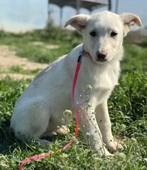 Hundemädchen Claire sucht einfühlsames Zuhause Bild 6