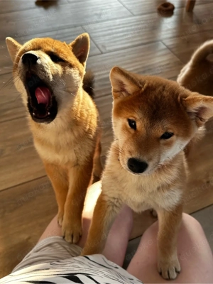 shiba inu FCI Welpe
