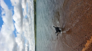 Hundebetreuung Hundesitting