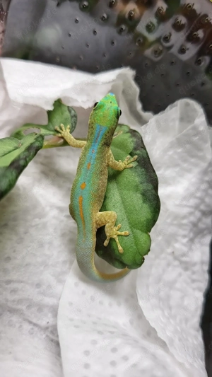 0.0.5 Phelsuma Robertmertensi 