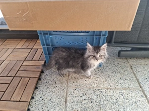 Maine coon Mix Kitten 