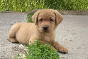 Typvolle Labrador Welpen mit Ahnentafel , Wurfplanung
