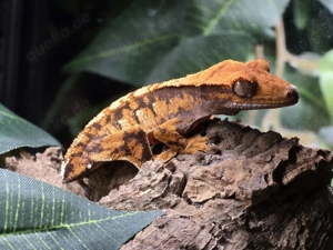 Kronengecko 0.0.1 Correlophus ciliatus