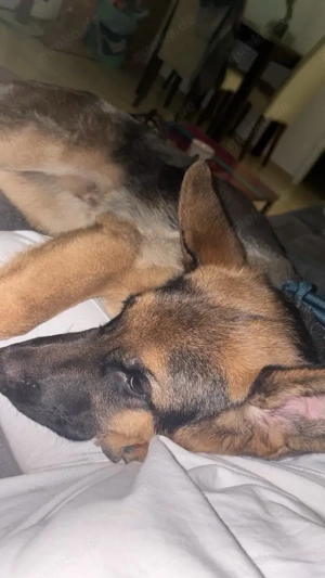 deutscher Schäferhund Rüde 7 Monate DRINGEND