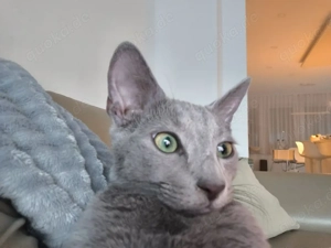 Deckkater russischblau 