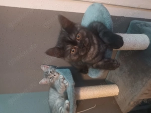 Britisch Kurzhaar Kätzchen 