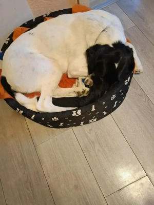 Mischlingsrüde zu verkaufen 