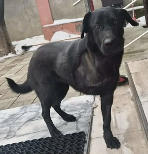 Annabelle   katzenverträgliche, freundliche Junghündin