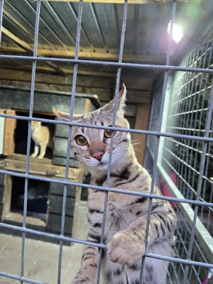 deckkater Savannah f4sbt