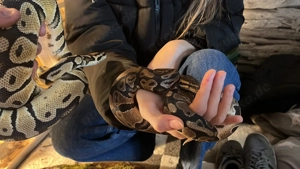 Zu verschenken Königspythons clown pied axanthic