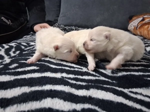 Reinrassige Zwergspitz Welpe