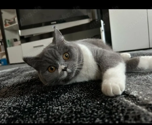 reinrassige BKH Katze mit Zubehör