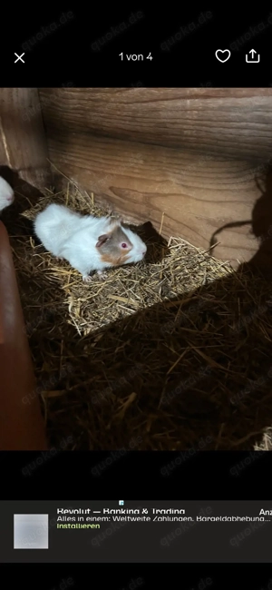 Verkaufe Meerschweinchen 