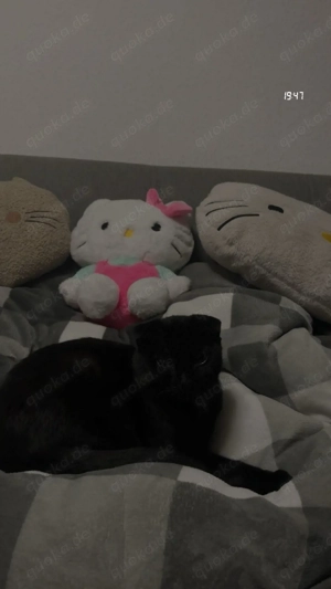 Junge, soziale Katze sucht passendes Zuhause