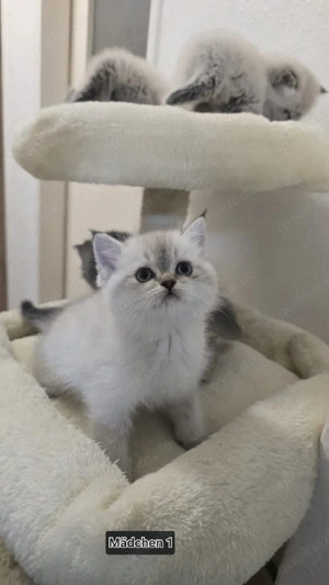 wunderschöner BLH BKH Kitten 