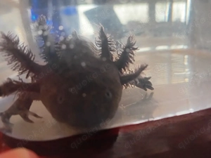 noch 1 Axolotl Mädchen sucht Zuhause 