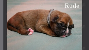 Kleine reinrassige Boxerherzen suchen ihr Zuhause fürs Leben