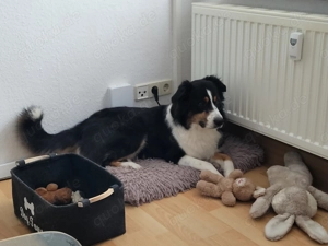 Liebevoller Aussi sucht umständehalber neues zu Hause