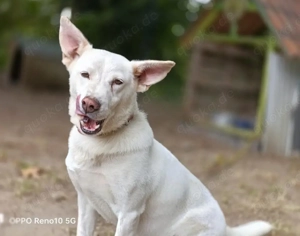 ASHTON    sehnt sich nach einem Für-immer-Zuhause
