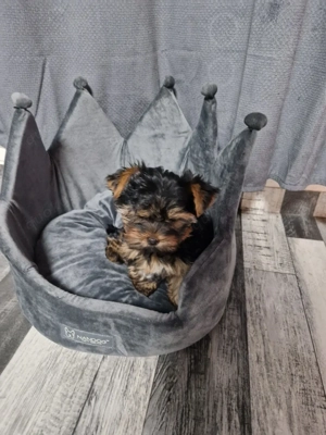 mini yorkshire Tiere 