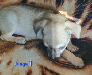 Wir suchen unser neue körbchen