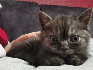 BKH Kitten Junge Black Smoke