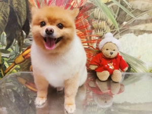 Zwergspitz (8 Jahre) sucht liebevolles Zuhause