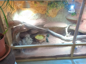Prächtige Bartagame mit XXL-Designer-Terrarium & Profi-Beleuchtung   sofort bezugsfertig