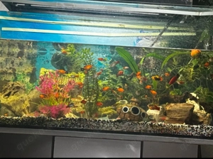 Aquarium mit Fische, Pflanzen und Spielzeuge und Pumpe