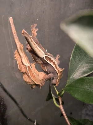 Kronengecko-Jungtiere 2025 (30 Euro)