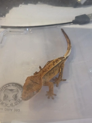 Kronengecko-Jungtiere 2025 (30 Euro)