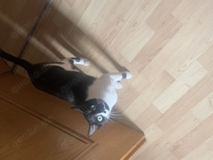 Cockie sucht ein Zuhause 