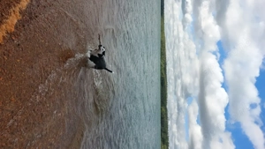 Hundebetreuung Hundesitting