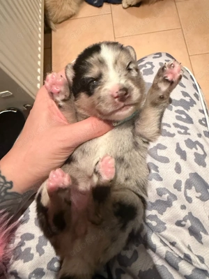 Pomsky Welpen F2 F3 kleinbleibend 6 7kg Minihusky Zwergspitz 