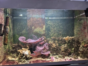 Verkaufe Meerwasseraquarium  Bild 2