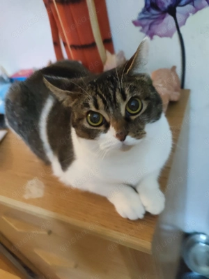 Lissy sucht ein neues liebevolles zu Hause 