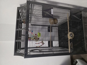 Käfig und Pärchen Rosenköpchen von Mitte 2025