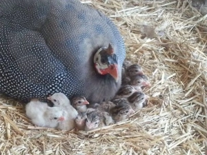 Wir haben Hühner und Puten im Angebot usw.