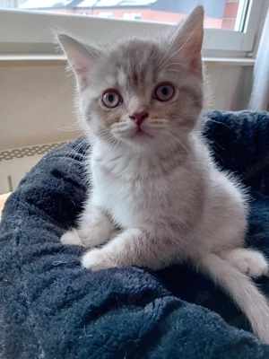 Wunderschöne Bkh Kitten