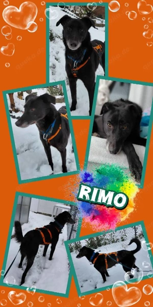 sanfter, sehr menschenbezogener, lieber Rüde "Rimo" auf Körbchensuche
