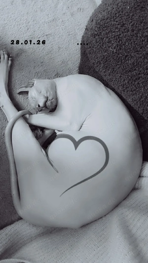 Wurfankündigung   Sphynx-Kitten erwartet um den 14.02.   