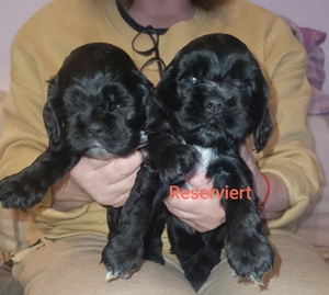 Amerikanische American Cocker Spaniel Welpen