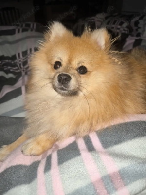 13 Monat alter Pomeranianspitz 