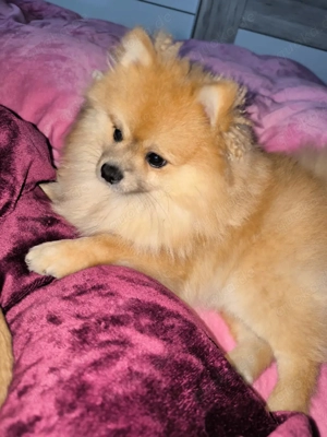 12 Monat alter Pomeranianspitz 