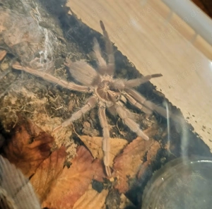 Neoholothele incei "  gold "