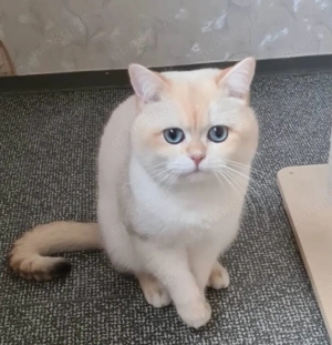 BKH kater in point mit stammbaum  Bild 3