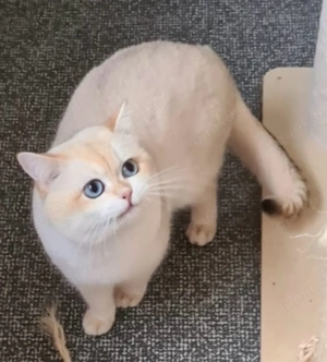 BKH kater in point mit stammbaum  Bild 4