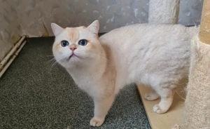 BKH kater in point mit stammbaum  Bild 2