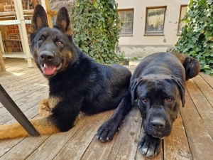 Cane Corso x Presa Canario